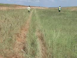 Image result for GoAir aircraft veers off runway in Bengaluru during landing, takes off again from grass patch